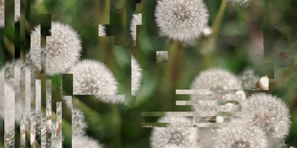 A close-up photo of some dandelions, but the image is slightly distorted by digital artefacts.