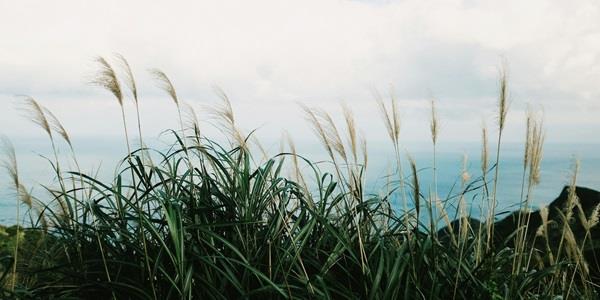 Green grass near body of water during daytime