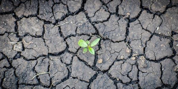 Green plant in dry soil