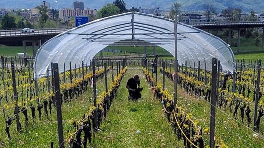 Picture of field with rows growing, with person harvesting in the middle. In the background there is a greenhouse