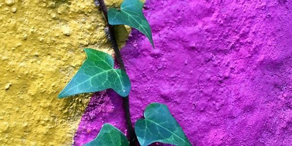Picture of wall painted yellow and purple with a branch of ivy growing across